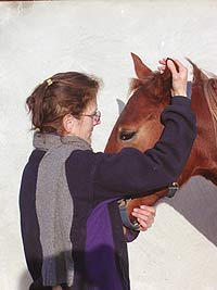 Arbeit mit dem Pferd