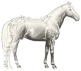 Meridiane am Pferd